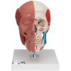 Ľudská lebka s tvárovými svalmi (Anatomické modely)