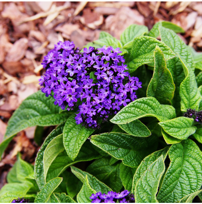 Skrutec peruánsky Marine - Heliotropium arborescens - semená skrutca - 40 ks