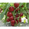 Paradajková paprika Dumas - Capsicum annuum - predaj semien - 15 ks
