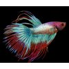 Betta splendens super delta - samec (bojovnica pestrá)