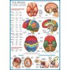 EUROGRAPHICS Puzzle Mozog 1000 dielikov