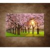 Obraz - Kvitnúce čerešne 90x60cm