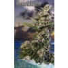 Buddha Seeds Kraken neobsahuje THC 10 semen