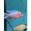 Sciaenochromis sp. Fire ahli - 5-6cm
