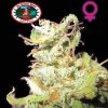 Big Buddha Seeds - Buddha Haze 5 ks - Semienka neobsahujú THC