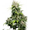Sensi Seeds California Indica semena neobsahují THC 5 ks