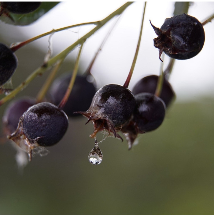 Muchovník kanadský - Amelanchier canadensis - semená muchovníka - 10 ks