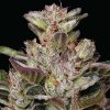 Humboldt Seed Company - Donutz 3 ks - Semená neobsahujú THC