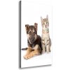 Vertikálny foto obraz na plátne do obývačky Pes a mačka 50x100 cm