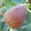 Figovník - Ficus carica ´Helen´- 30/40cm