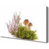 Obraz Canvas Huby rastlina príroda 100x50 cm