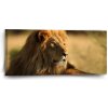 Sablio Obraz Lev 3 - 110x50 cm