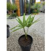 Trachycarpus fortunei 15 l v celkovej výške 93 cm