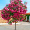 Oleander obyčajný Nerium oleander 10 nasion pre dom záhradu a terasu