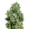 Sensi Seeds Cannabis Seeds White Gold Feminizované od White Label, 3-10 ks 10 ks