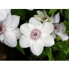 Plamienok Miss Bateman 50-70 cm - Clematis, kont. p17