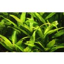 Hygrophila siamensis