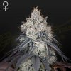 Green House Seed - Lemon Orange 3 ks - Semená neobsahujú THC