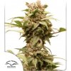 Dutch Passion CBG-Force Auto semena neobsahují THC 100 ks