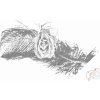 Vymalujsisam.sk Bodkovanie - Ruža v pierku Farba: Červená, Veľkosť: 40x60cm, Rám: Na plastovej doske