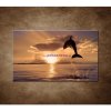 Obraz - Skákajúci delfín 90x60cm