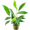 Anubias barteri glabra