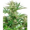 Sensi Seeds Malibu OG Gold neobsahuje THC 3 ks