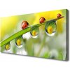 Obraz Canvas List lienky príroda 100x50 cm