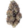 Fast Buds Semená kanabisu z papájového šerbetu, feminizované 1 ks