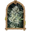 Exotic Seed - Jelly Bananen 5 ks - Semená neobsahujú THC