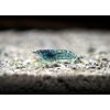 Krevetky Neocaridina var. Blue Dream Grade A