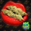 Tastebudz - MAC Muffin Auto 3 ks - Semená neobsahujú THC