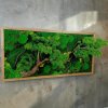 Machový obraz Strom Bonsaj – Stabilizovaný mach a prírodné drevo | WoodYar - 70 × 100 cm