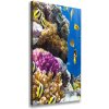 Vertikálny foto obraz canvas Koralový útes 50x100 cm