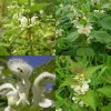Hluchavka biela – vňať - liečivá sypaná bylina