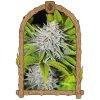 Exotic Seed - Hippieberry 3 ks - Semená neobsahujú THC