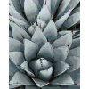 zuty Zuty - Maľovanie Podľa Čísel - Kaktus Agave, 80X100 Cm, Plátno (8596530108429)