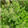 Kocúrnik záhradný citrónový Nepeta cataria ar. citriodora semená kocúrnika 15 ks