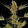 Sensi Seeds - Alpine Delight CBD Automatic 5 ks - Semená neobsahujú THC.