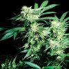 Sensi Seeds - Skunk Kush regular 10 ks - semená neobsahujú THC