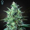 Green House Seed - White Widow Auto CBD 10 ks - Semienka neobsahujú THC