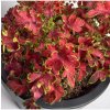 Africká pŕhľava Wizard Velvet Rose - Coleus blumei - predaj semien africkej žihľavy - 30 ks