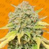 Original Sensible Seeds - Zkittlez 5 ks - Semená neobsahujú THC