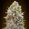00 Seeds Bank - Auto Cheese Berry 100 ks - Semená neobsahujú THC