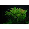 Hygrophila corymbosa (Košíčková Ø 5,5 cm)