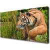 Obraz Canvas Tiger zvieratá 100x50 cm
