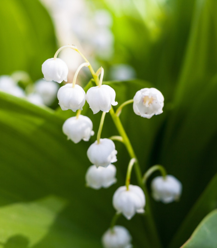 Konvalinka voňavá biela - Convallaria majalis - hľuza konvalinky - 1 ks