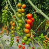 Paradajka Cherolla F1 - Solanum lycopersicum - semená - 5 ks