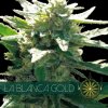 Vision Seeds - La Blanca Gold 10 ks - Semená neobsahujú THC