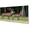 Nástenný panel jeleň lesný 100x50 cm